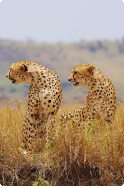 Faune africaine